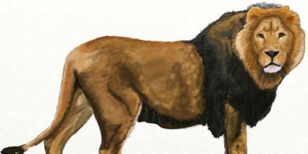Как нарисовать льва карандашом поэтапно Иллюстрации к были лев и собачка рисунки